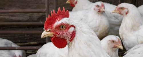 Capa Matéria Exportação de frango Cepea  (1)