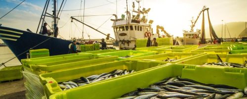 Capa Matéria Exportação de pescados
