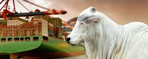 Capa Matéria Exportações de carne bovina 2026