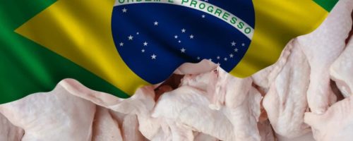 Capa Matéria Exportações de carne de frango batem recorde