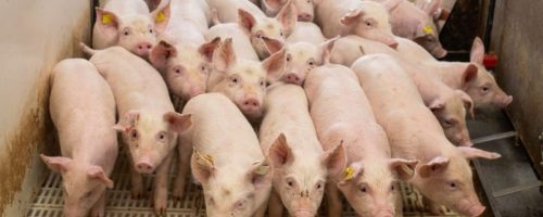 Capa Matéria Exportações de carne suína 2026