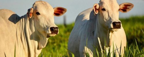 Capa Matéria Fêmeas bovina