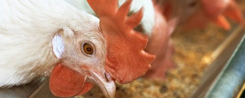 Capa Matéria Formulação com minerais digestíveis na nutrição de aves