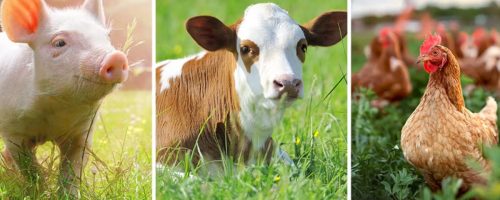 Capa Matéria Fórum debate bem-estar animal (1)