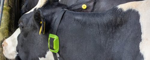 Capa Matéria Frísia monitora 23,5 mil vacas com inteligência artificial