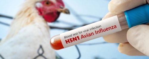 Capa Matéria Gripe Aviária