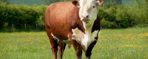 Capa Matéria Hereford e Braford (2)