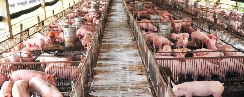 Capa Matéria Integração entre bem-estar animal e sanidade fortalece