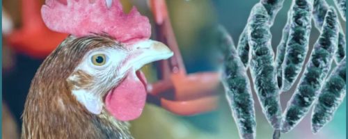 Capa Matéria Micotoxinas elevam risco na avicultura