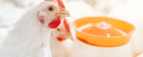 Capa Matéria Nutrição Avicultura