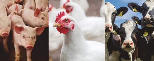 Capa Matéria Paraná Proteina Animal (1)