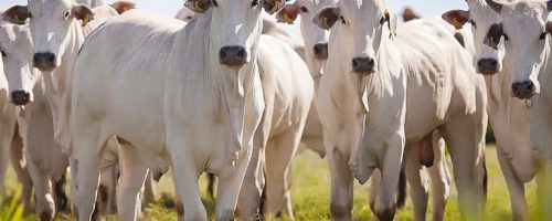 Capa Matéria Pegada de carbono avança na proteína animal