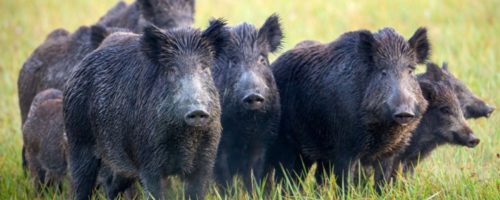 Capa Matéria Peste Suína Africana