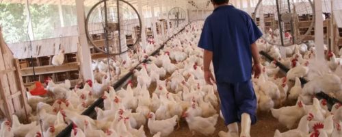 Capa Matéria Poder de compra do avicultor paulista
