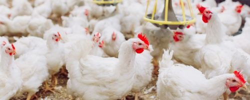 Capa Matéria Problemas respiratórios avicultura