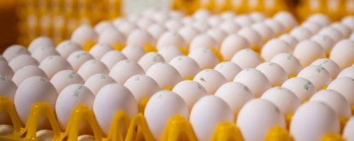Capa Matéria Produção de ovos nos EUA cresce em janeiro