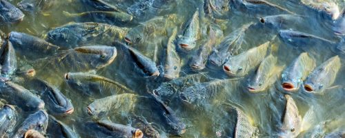 Capa Matéria Produção de peixes no Brasil ultrapassa 1 milhão de toneladas