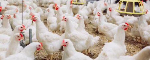 Capa Matéria Queda no preço do frango vivo