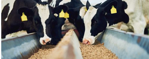 Capa Matéria Ração proteína animal