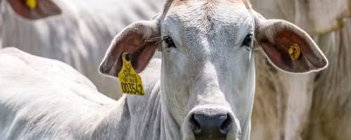 Capa Matéria Rastreabilidade Bovina
