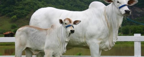 Capa Matéria Recria Bovina