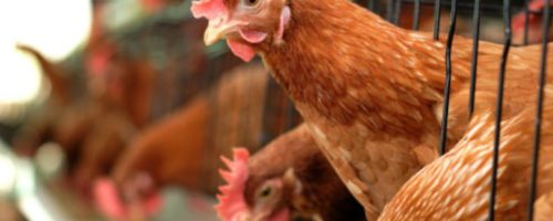 Capa Matéria Reino Unido condiciona liberação de proteína animal em rações