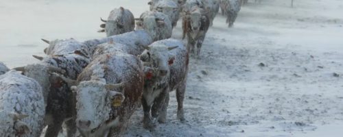 Capa Matéria Rússia intensifica abate de animais na Sibéria
