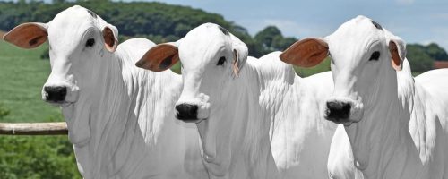 Capa Matéria Sanidade Animal (4)