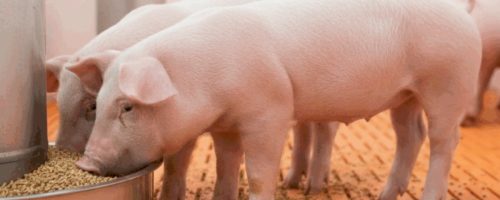 Capa Matéria Sanidade intestinal e eficiência alimentar na suinocultura moderna
