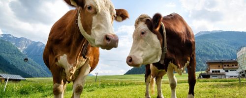 Capa Matéria Seguro rural com critérios ESG