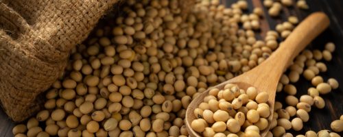 Capa Matéria Soja inicia fevereiro com preços estáveis
