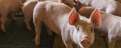 Capa Matéria Suinocultura busca equilíbrio
