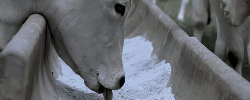 Capa Matéria Suplementação estratégica nas águas