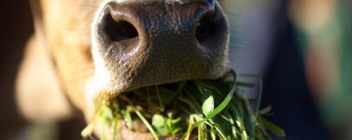 Capa Matéria Sustentabilidade animal