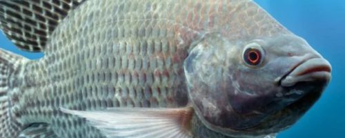 Capa Matéria Tilápia