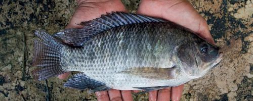 Capa Matéria Tilapia (1)