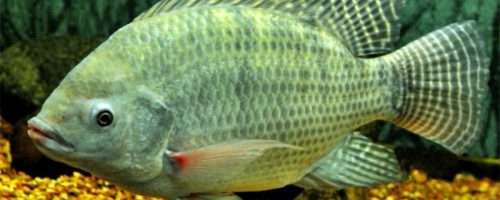 Capa Matéria Tilapia