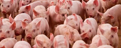 Capa Matéria Ucrânia rebanho suíno