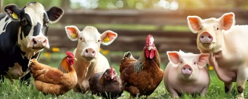 Capa Matéria União da cadeia de proteína animal (2)
