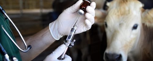Capa Matéria Vacinação contra clostridioses