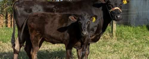Capa Matéria Wagyu on dairy