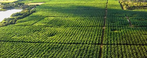 Capa Matéria alor Bruto da Produção do agro é revisado