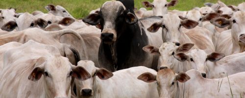 Capa Matéria associações de criadores no progresso genético