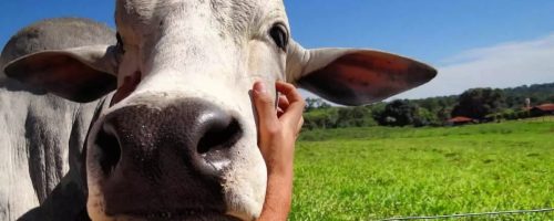 Capa Matéria bem-estar animal
