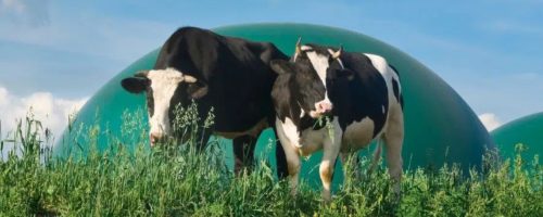 Capa Matéria biogás na pecuária