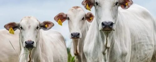 Capa Matéria carne bovina brasileira