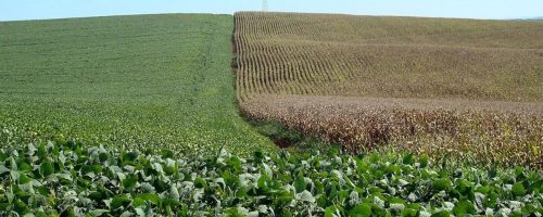 Capa Matéria clima e safra
