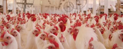 Capa Matéria consumo de frango Iêmen