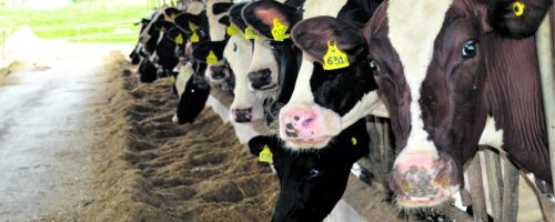 Capa Matéria eficiência da cadeia da carne