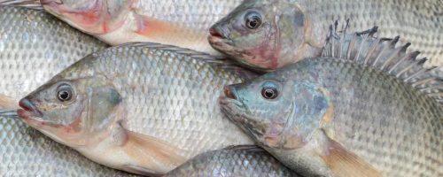 Capa Matéria espécies invasoras na aquicultura
